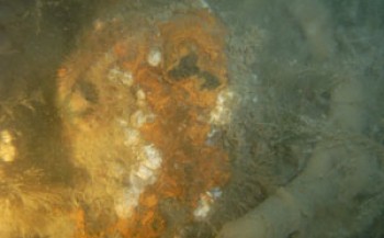 Een duik over de staalslakken bij de Schelphoek