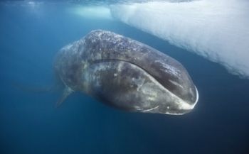 Groenlandse walvis gespot aan Zeeuwse kust