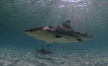 Haaien krijgen bescherming rond Saba en Bonaire