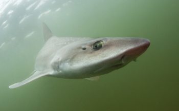 Dutch Caribbean Shark Week van 3 tot en met 11 juni