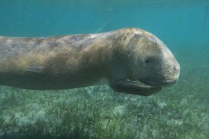 Snorkelaars helpen baby-dugong2