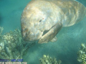 Snorkelaars helpen baby-dugong4