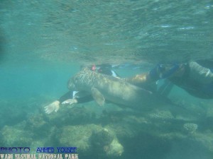 Snorkelaars helpen baby-dugong5