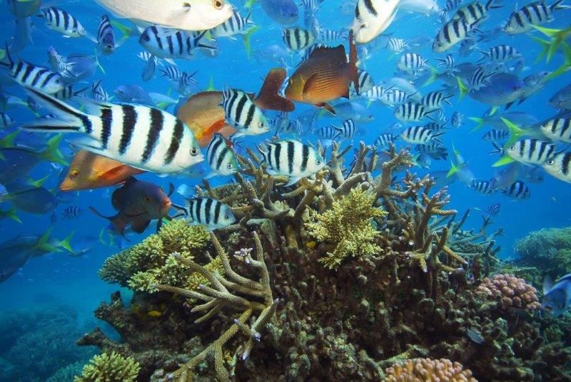 Internationale WNF-petitie voor dumpverbod bij Great Barrier Reef ...