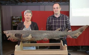 Unieke haai ontdekt in Oostende