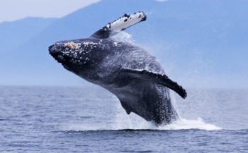 WOII veroorzaakte stress bij walvissen