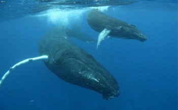 Walvismoeders fluisteren