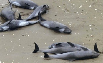 Aangespoelde dolfijnen voorteken van aardbeving?