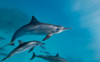 Wilde dolfijnen sterven eerder door contact met mensen