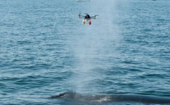 Drone vangt adem walvissen op