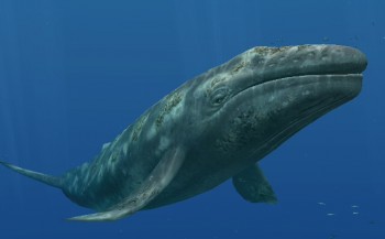Grijze walvis legt recordafstand af