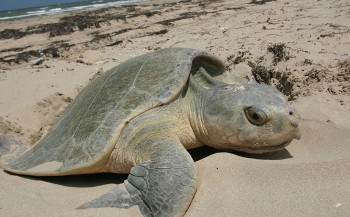 Zeldzame zeeschildpad sterft na stranding