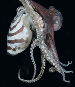 octopus_mating_Pacific_striped_octopus