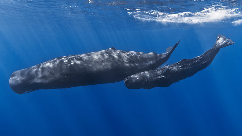 potvis_sperm-whale