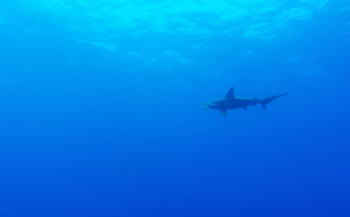 Vidar - The usual suspects… en haaien, heel veel haaien
