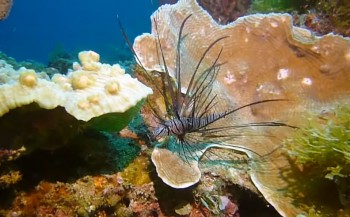 Verschuiving continenten bevordert biodiversiteit in koraalriffen