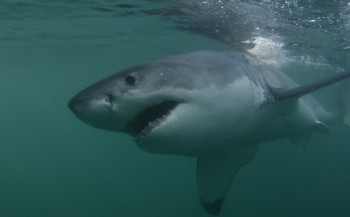 Witte haai eerder in Nederland dan gedacht