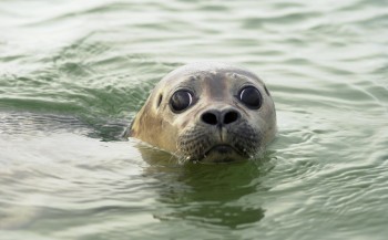 Onderzoek naar effect van geluid op zeedieren in Noordzee gestart