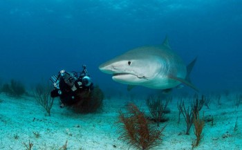 In beeld: Sharks, Predators of the Ocean