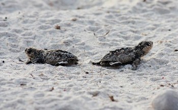 71 schildpadjes gered op Bonaire