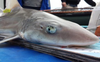 Sharkatag: haaien tellen langs Nederlandse kust