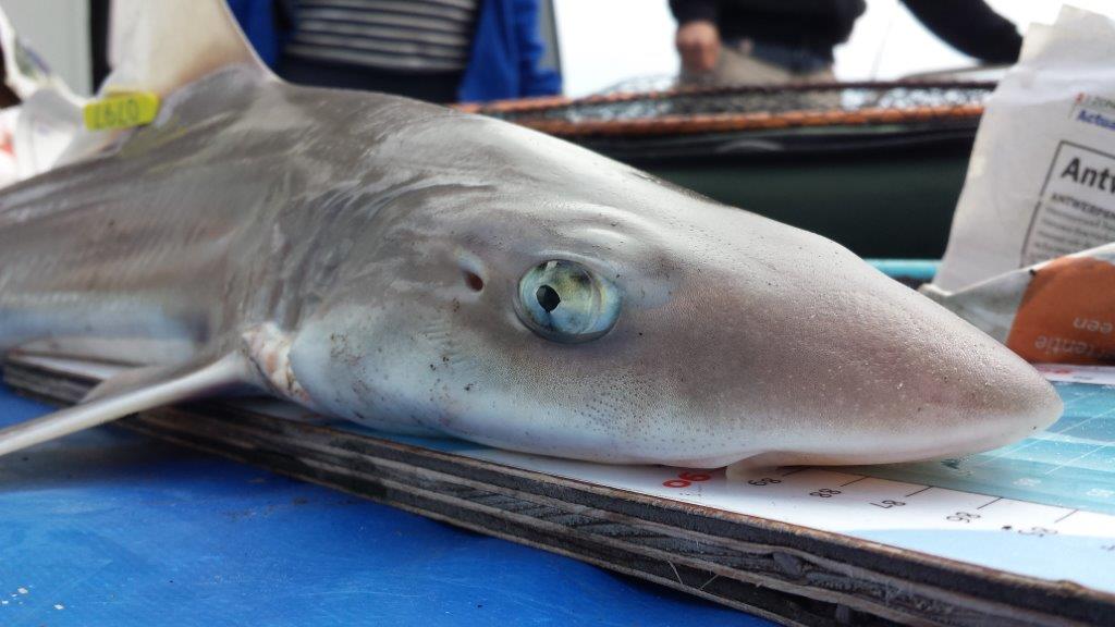 Sharkatag: haaien tellen Nederlandse kust –