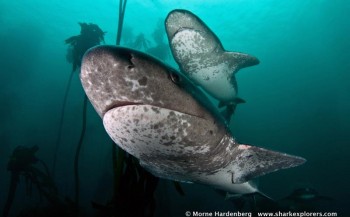 Sharkroute: Prehistorische 7gill- en kathaaien