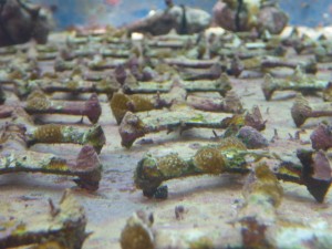 Acropora_palmata_6_months_old_aquarium_nursery_Curacao_Dirk_Petersen__1_