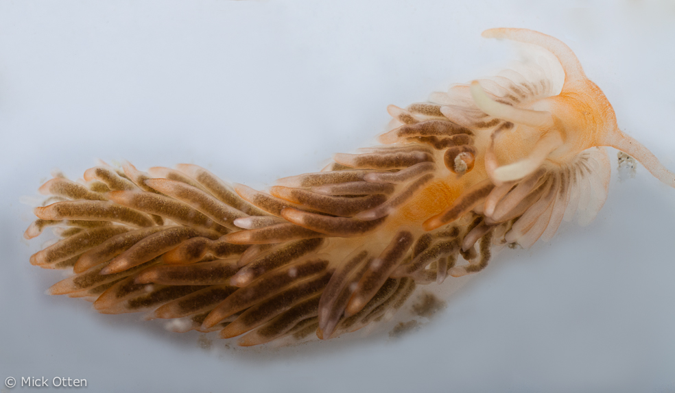 Aeolidiella alderi - collared sea slug - gekraagde vlokslak
