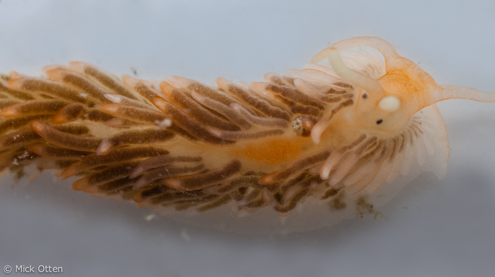 Aeolidiella alderi - collared sea slug - gekraagde vlokslak