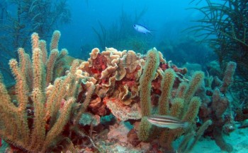 One Happy Island: de riffen van Aruba