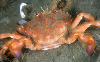 Gevoelige krabben