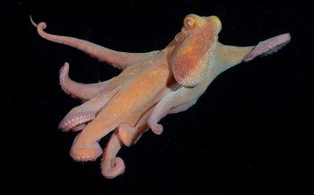 Nachtelijke octopussy