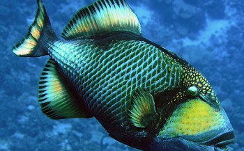 Aanval van triggerfish - vijf tips om er wél ongeschonden uit te komen