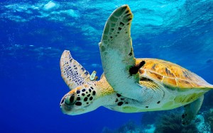 Bonaire_schildpad
