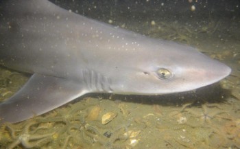 Geert Clauws - Gevlekte gladde haai gespot
