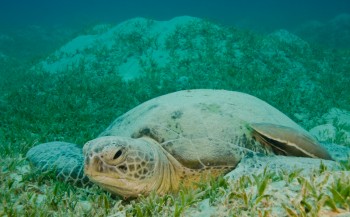 Overvloed aan vrouwelijke zeeschildpadden voorspeld