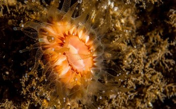 Hard koraal ontdekt in de Noordzee
