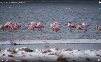 Rob Maller - Flamingo's