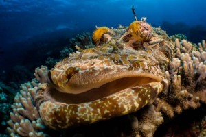 Indonesia World Underwater Photo Contest 1