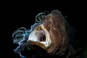 Indonesia World Underwater Photo Contest 11