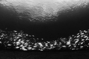 Indonesia World Underwater Photo Contest 13