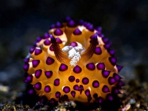 Indonesia World Underwater Photo Contest 16