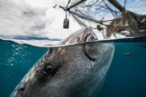 Indonesia World Underwater Photo Contest 19