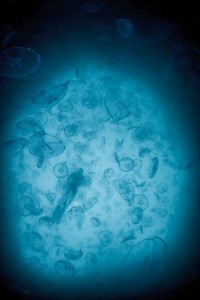 Indonesia World Underwater Photo Contest 20
