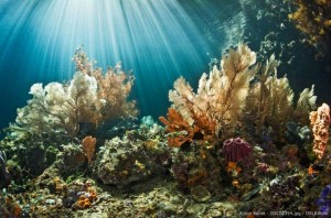 Indonesia World Underwater Photo Contest 21