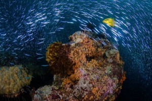 Indonesia World Underwater Photo Contest 22