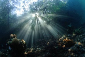 Indonesia World Underwater Photo Contest 23