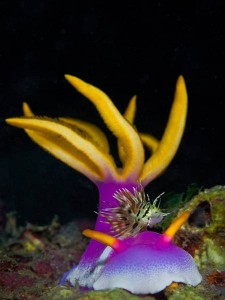 Indonesia World Underwater Photo Contest 25