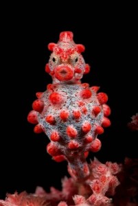 Indonesia World Underwater Photo Contest 26